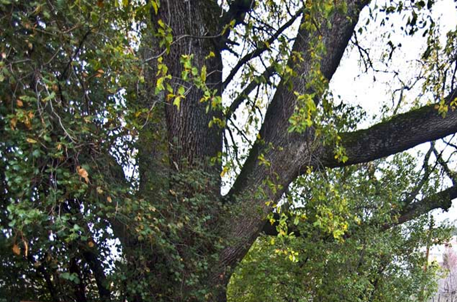  Old Oak Perennial Tree in Platres Village